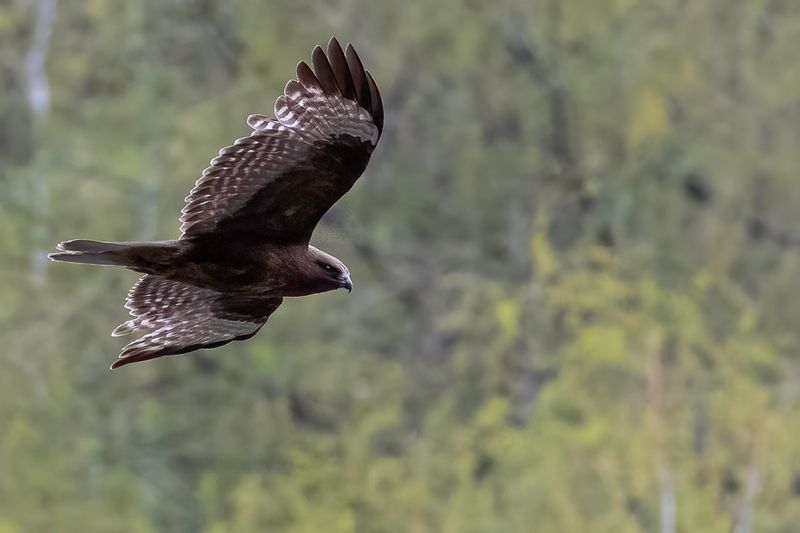 Himalayan Buzzard