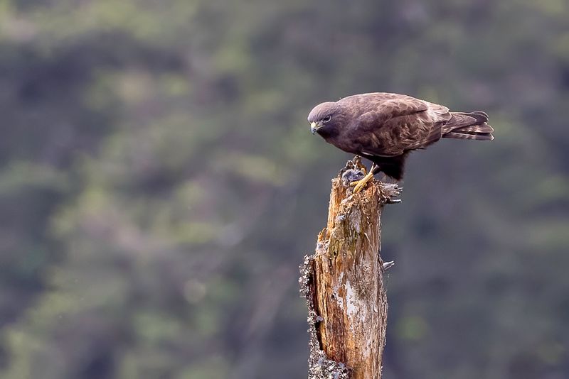 Himalayan Buzzard