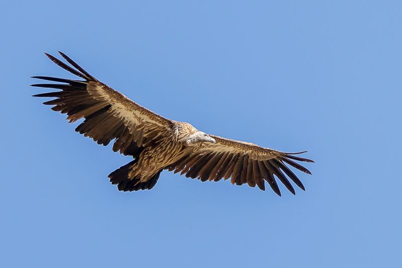 Himalayan Vulture