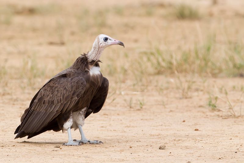 Hooded Vulture