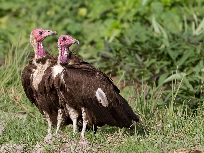 Hooded Vulture