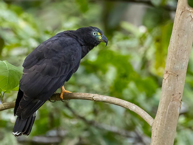 Hook-billed Kite