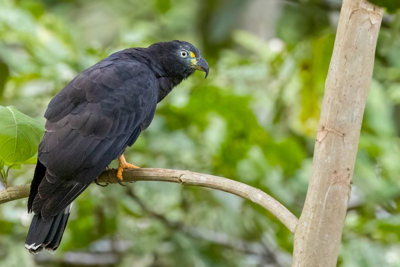 Hook-billed Kite