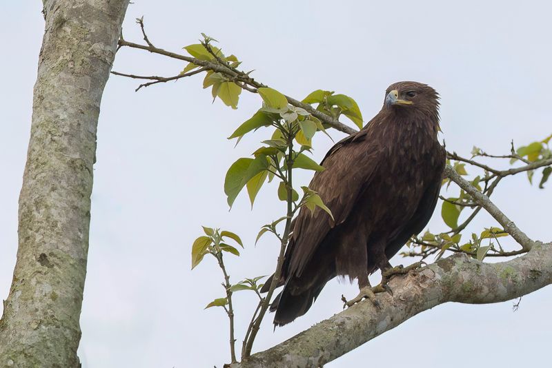 Indian Spotted Eagle