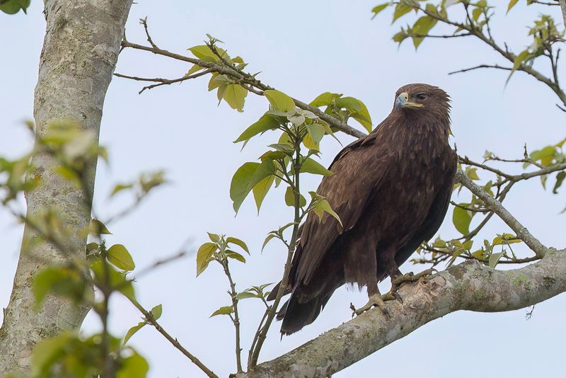 Indian Spotted Eagle