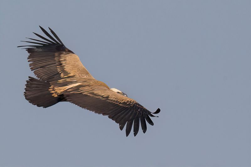 Indian Vulture (imm)