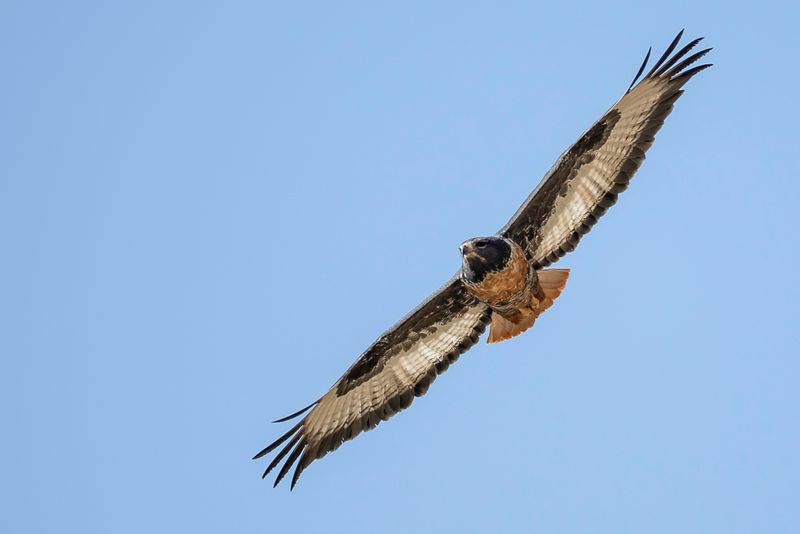 Jackal Buzzard