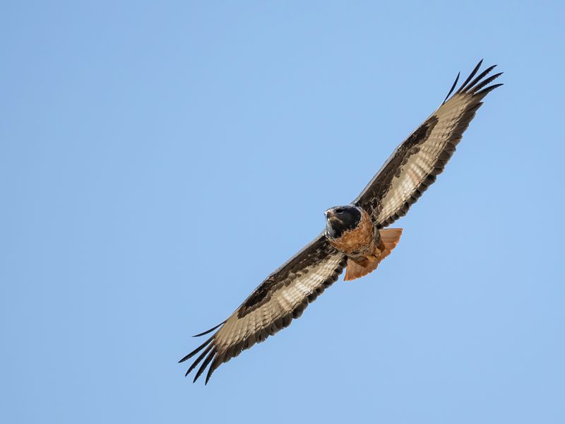 Jackal Buzzard