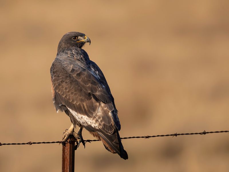 Jackal Buzzard
