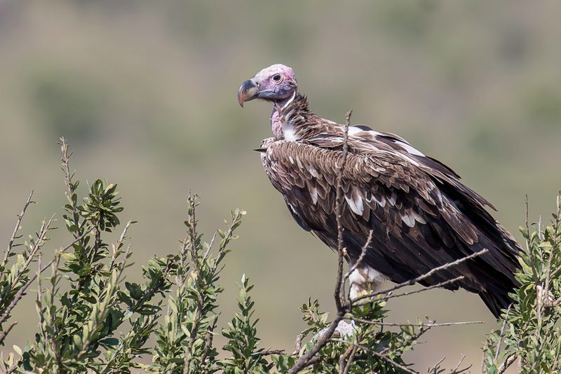 Lappet-faced Vulture