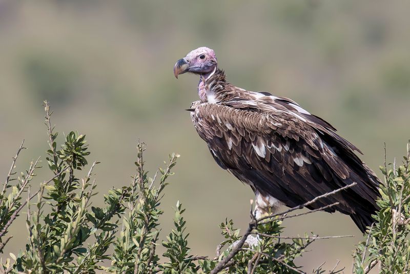Lappet-faced Vulture