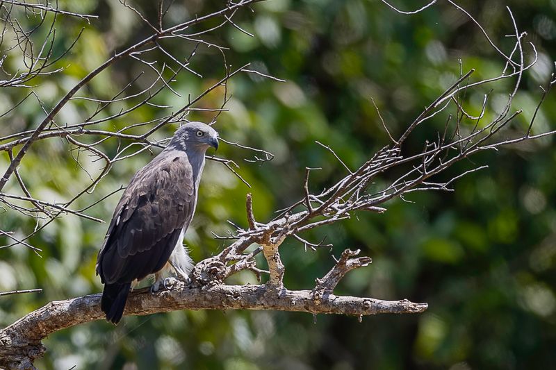 Lesser Fish Eagle