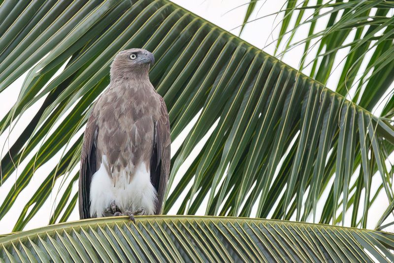 Lesser Fish Eagle