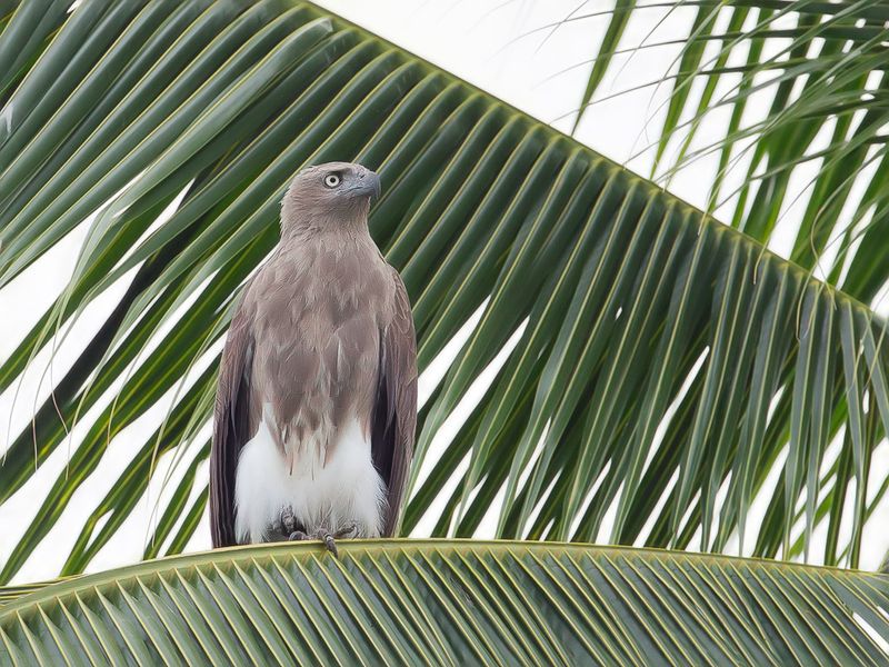 Lesser Fish Eagle