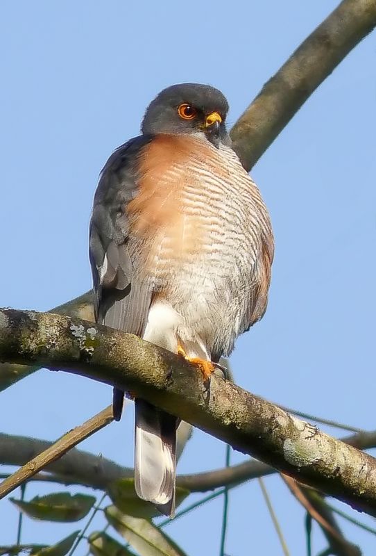 Little Sparrowhawk