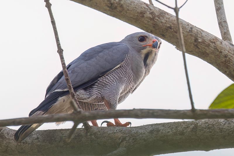 Lizard Buzzard