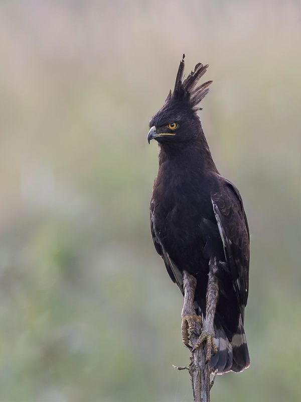 Long-crested Eagle
