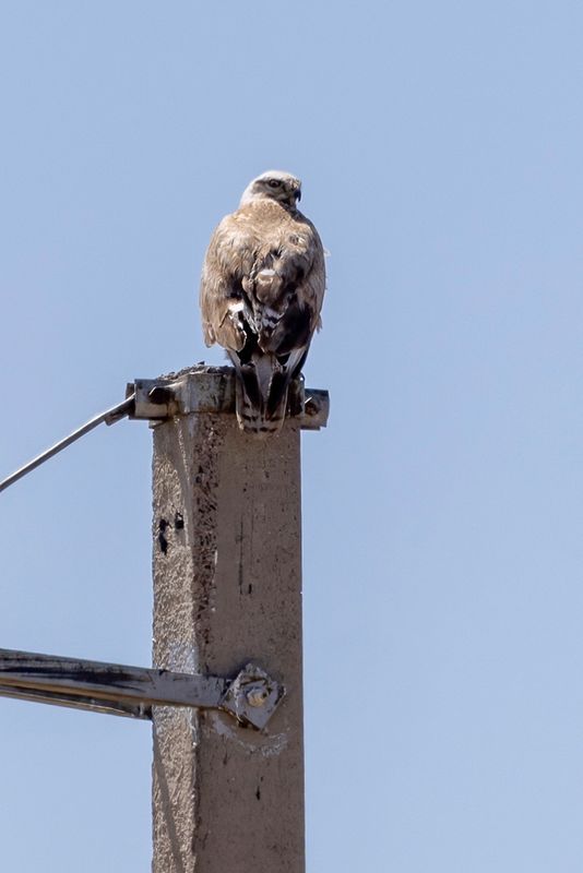 Long-legged Buzzard