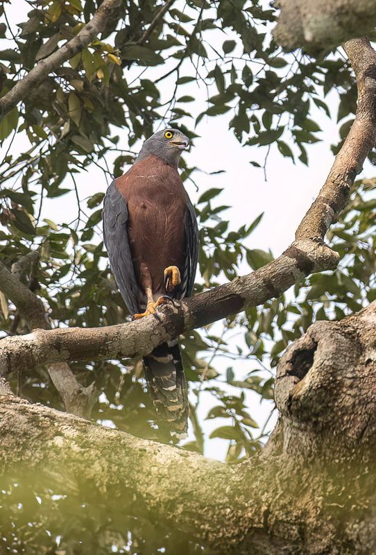 Long-tailed Hawk