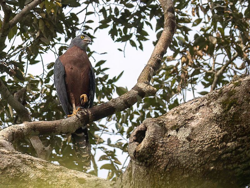 Long-tailed Hawk