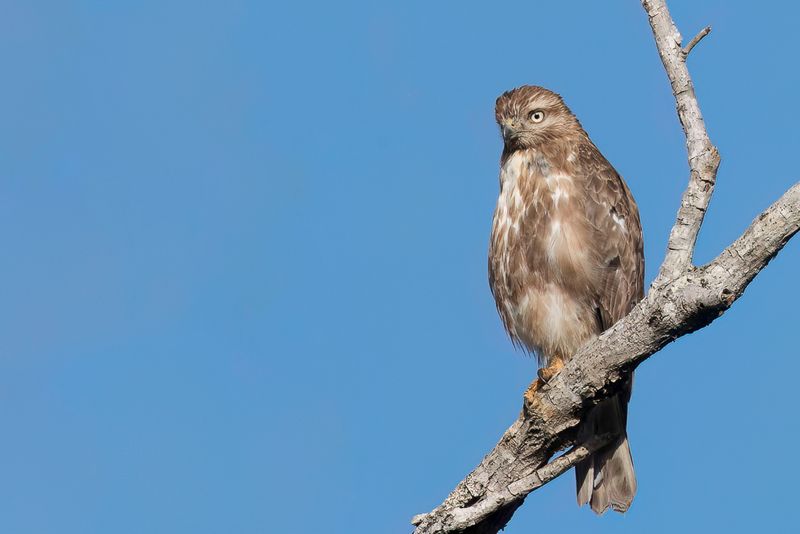 Madagascar Buzzard