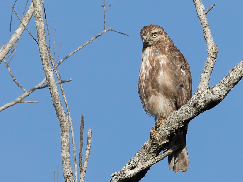 Madagascar Buzzard