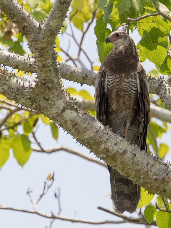 Madagascar Harrier-Hawk (j)