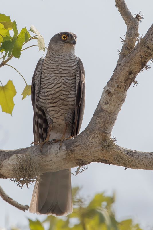 Madagascar Sparrowhawk