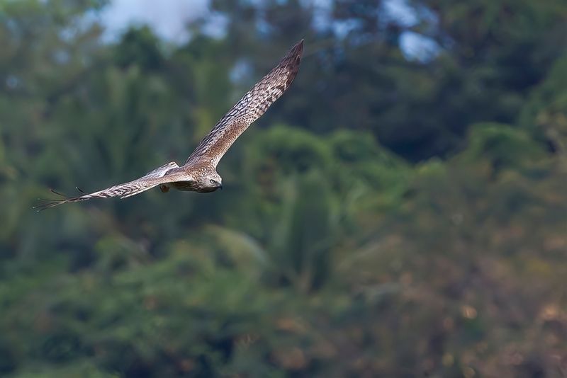 Malagasy Harrier (f)