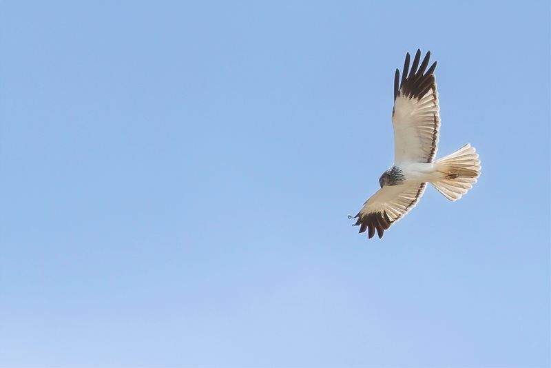Malagasy Harrier (m)