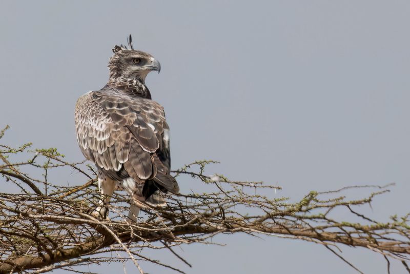Martial Eagle (j)