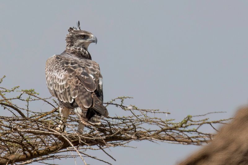 Martial Eagle (j)