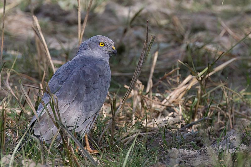 Montagu's Harrier