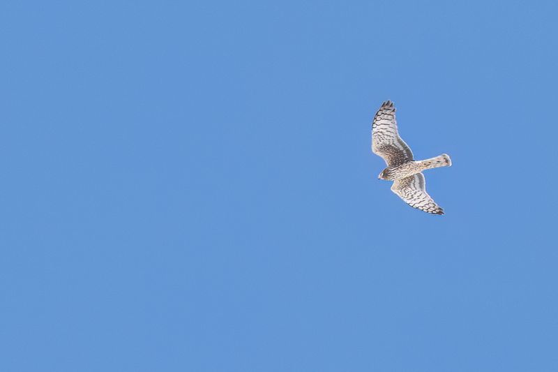 Northern Harrier