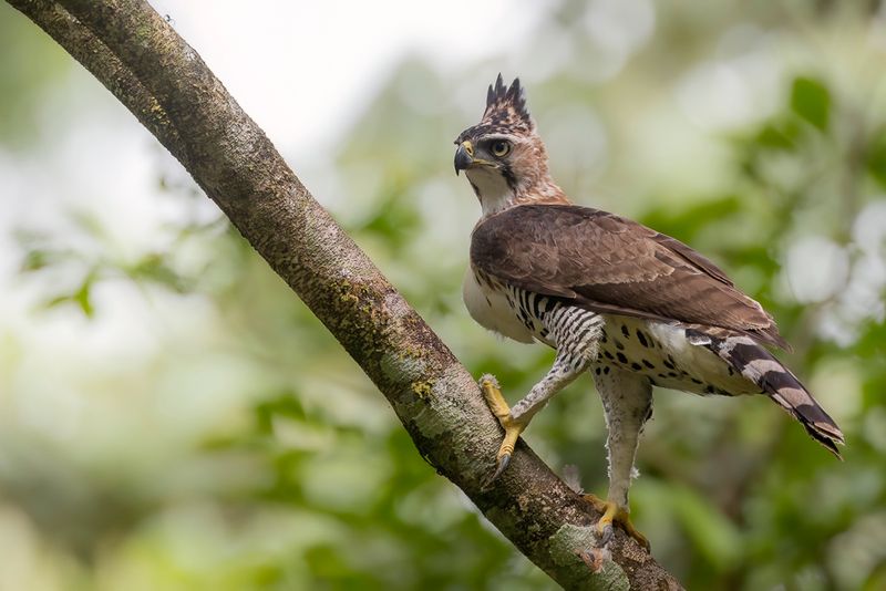 Ornate Hawk-Eagle