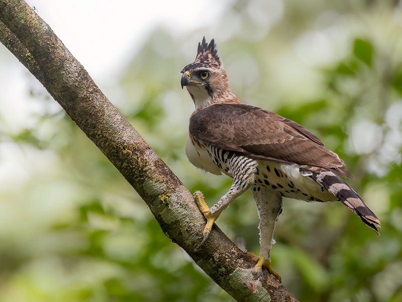 Ornate Hawk-Eagle