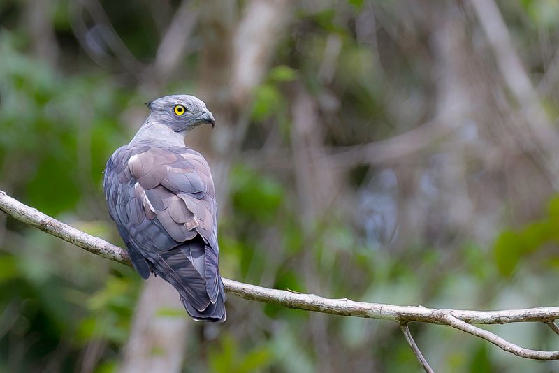 Pacific Baza