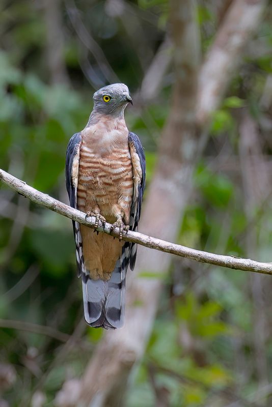 Pacific Baza