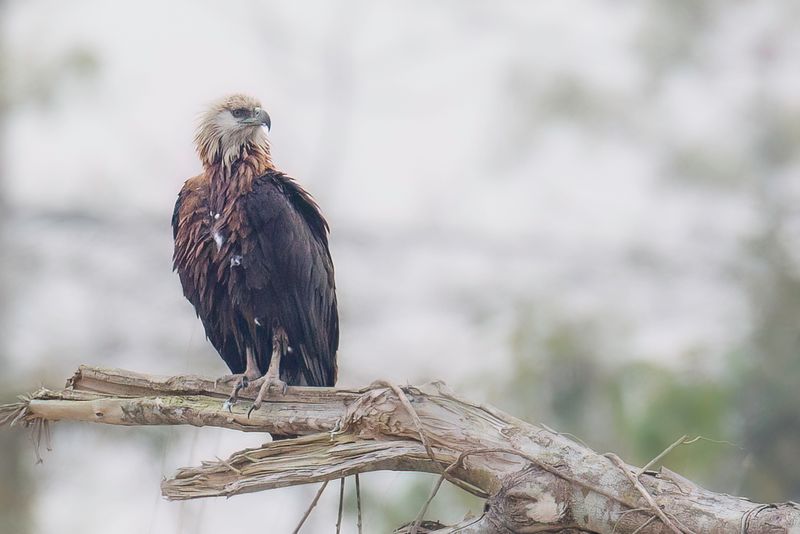 Pallas's Fish Eagle