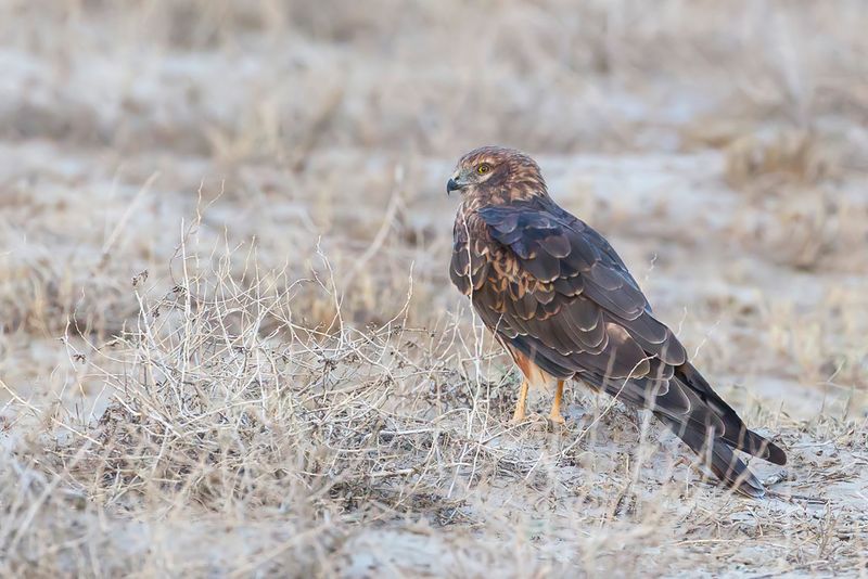 Pallid Harrier (f)