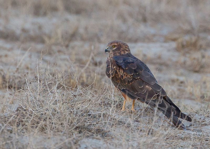 Pallid Harrier (f)