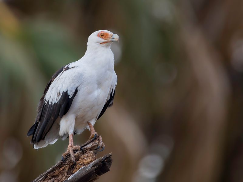 Palm-nut Vulture