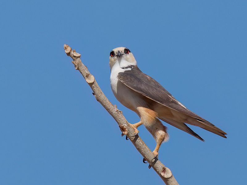 Pearl Kite