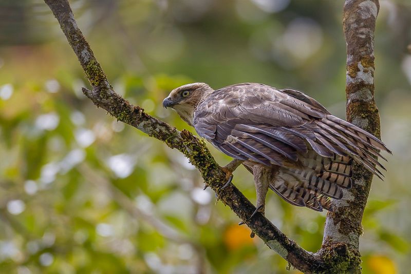 Philippine Hawk-Eagle