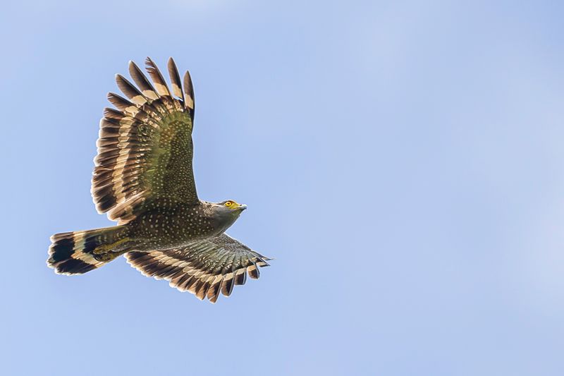 Philippine Serpent Eagle