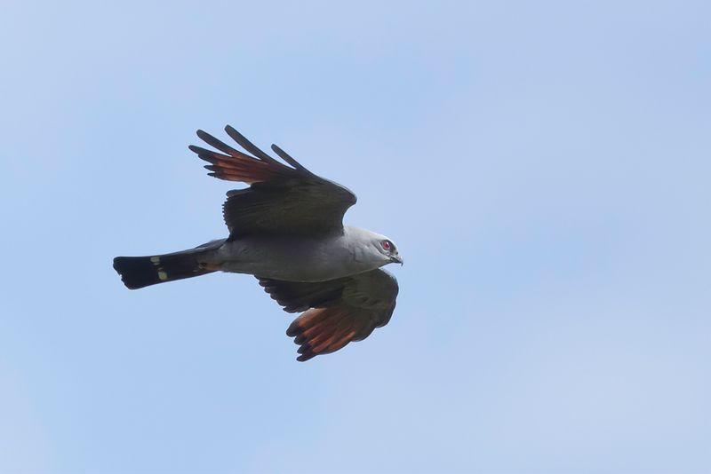 Plumbeous Kite