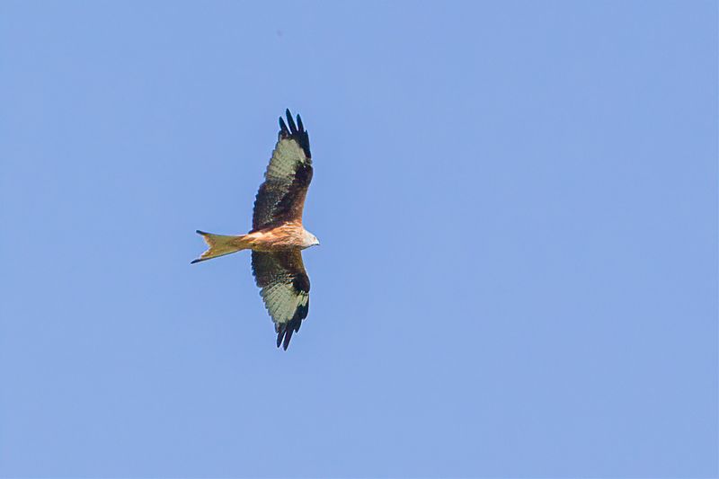 Red Kite