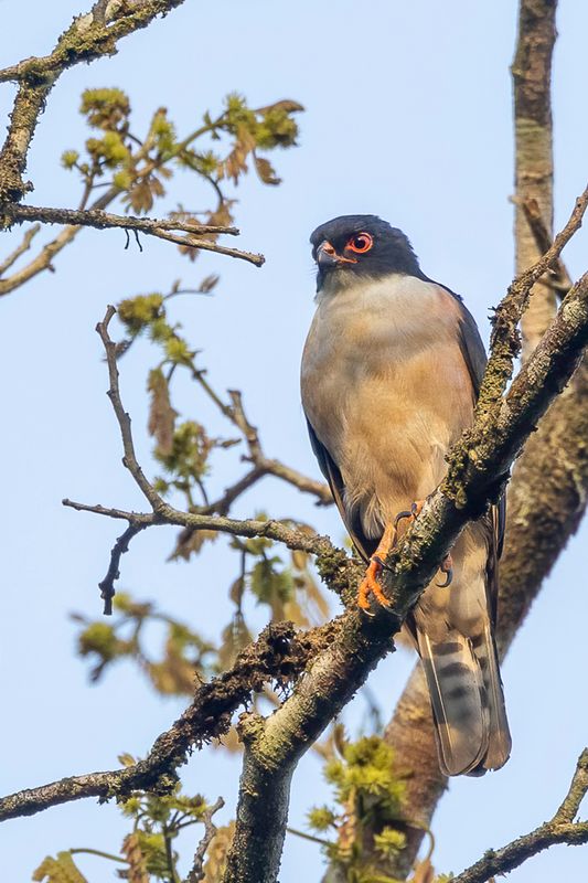 Red-thighed Sparrowhawk