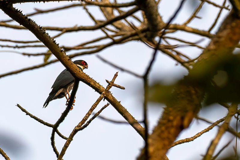 Red-thighed Sparrowhawk