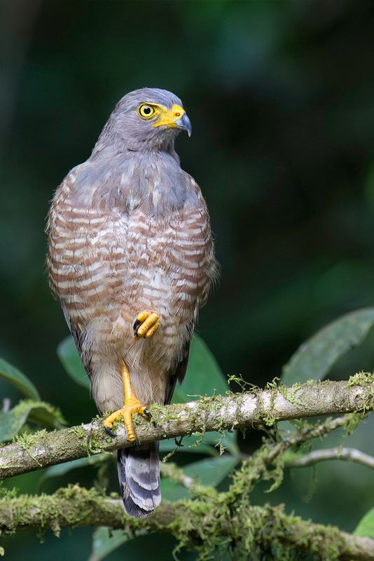 Roadside Hawk